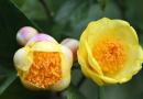 ‘Cây tiền tỷ’ ở Vĩnh Phúc: Nông dân hái nụ hoa bán 850.000 đồng/kg, thu nhập ‘khủng’