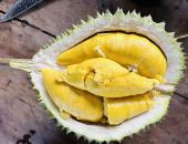 http://goctinmoi.com/sau-rieng-musang-king-trong-o-mien-tay-gia-re-chua-tung-co-207705.html