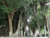 http://goctinmoi.com/linh-moc-den-mau-hon-400-tuoi-tai-ha-noi-207882.html