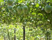 http://goctinmoi.com/lao-nong-mien-tay-thu-lai-tien-ty-nho-tao-ra-giong-cay-co-1-207884.html