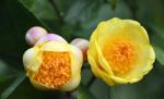 ‘Cây tiền tỷ’ ở Vĩnh Phúc: Nông dân hái nụ hoa bán 850.000 đồng/kg, thu nhập ‘khủng’