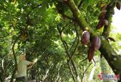 loai-cay-hai-ra-tien-o-vung-dat-tay-nguyen-208170.html