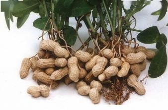 Đậu phộng được nấu cùng với thứ này, tốt hơn là ăn vô số thuốc bổ! Đậu phộng được nấu cùng với thứ này, tốt hơn là ăn vô số thuốc bổ!
