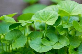 Nước rau má: Cực tốt và cực độc, uống sai cách có thể khiến bạn mất mạng Nước rau má: Cực tốt và cực độc, uống sai cách có thể khiến bạn mất mạng