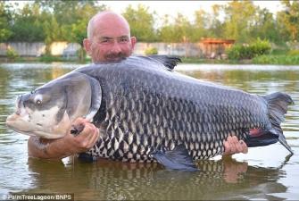 Người đàn ông câu được con cá chép Xiêm khổng lồ nặng 70kg trên sông