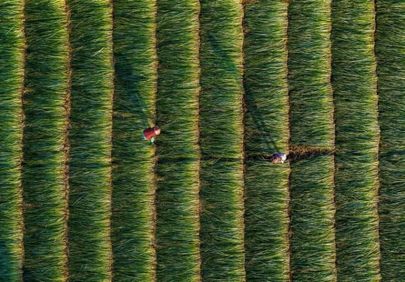 đồng cỏ Việt Nam, cỏ lác, phong cảnh, cộng đồng mạng 